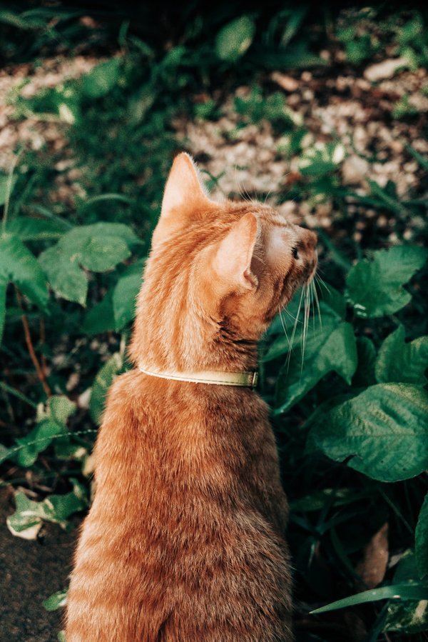 Comment concevoir un banc de jardin avec rangement intégré résistant aux changements climatiques ?